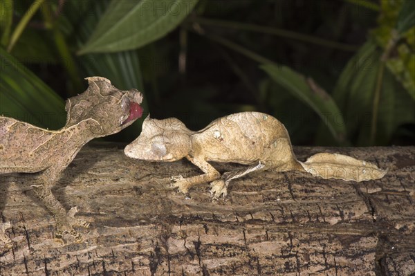 Fantastic Leaf Tailed Geckos (Uroplatus phantasticus)