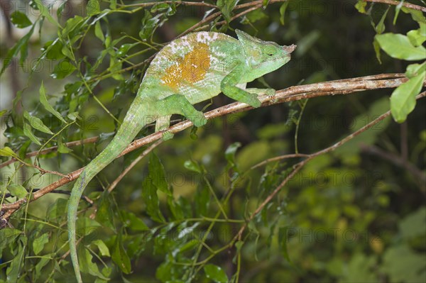 Parson's Chameleon (Calumma parsonii)