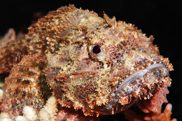 Raggy scorpionfish (Scorpaenopsis venosa)