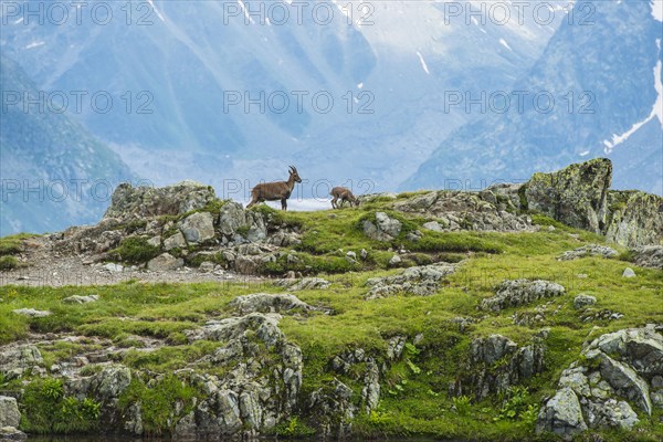 Alpine Ibex (Capra ibex) and young on rocks