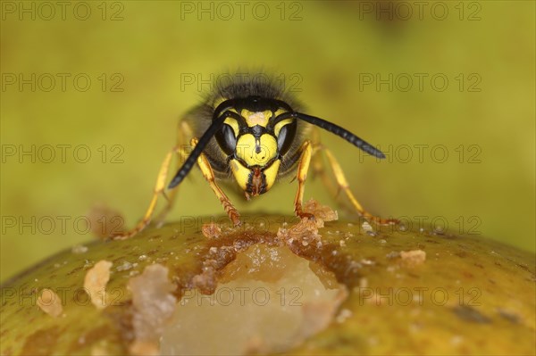 German wasp (Vespula germanica)