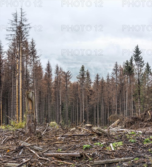 Large areas of dead forests in the Harz Mountains due to drought
