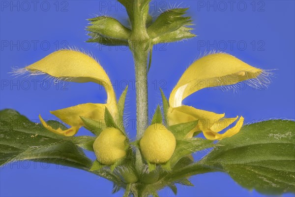 Yellow archangel (Lamium galeobdolon) against a blue background