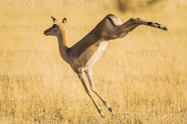 Impala (Aepyceros melampus)