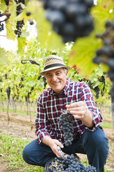 Winemaker or vintner displaying harvested grapes