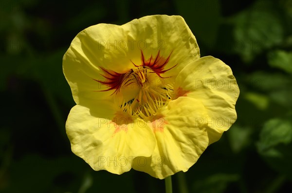 Garden nasturtium