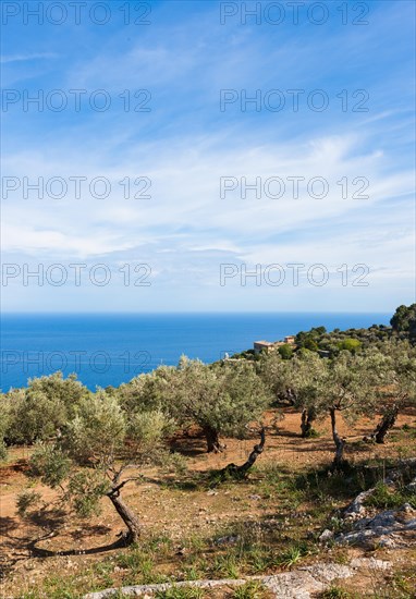Old olive trees near Deia