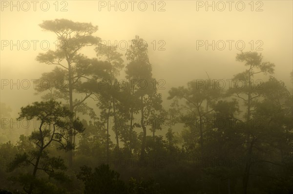 Misty jungle at sunrise