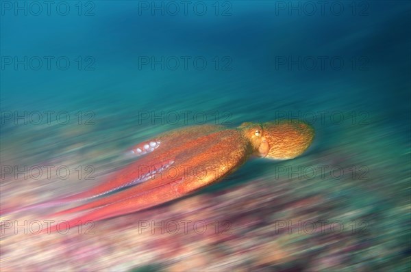 Giant Pacific octopus or North Pacific giant octopus (Enteroctopus dofleini)