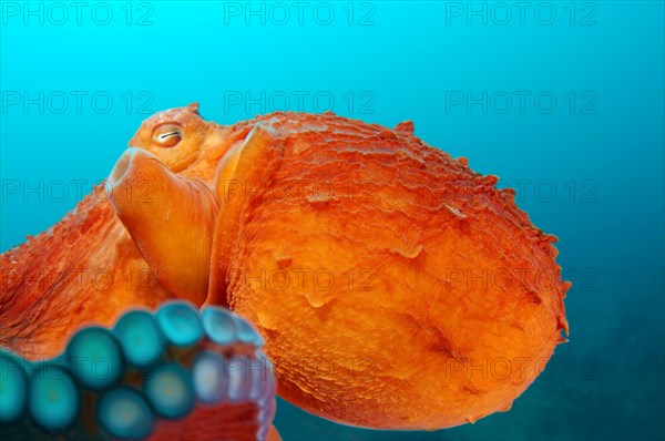 Giant Pacific octopus or North Pacific giant octopus (Enteroctopus dofleini)