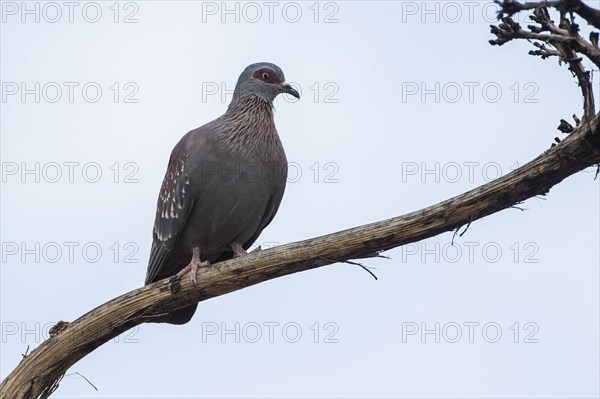 Guinea Pigeon (Columba Guinea)