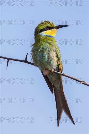 Schwalbenschwanzspint (Merops hirundineus)