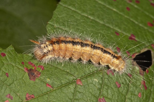 Nut-tree Tussock (Colocasia coryli)