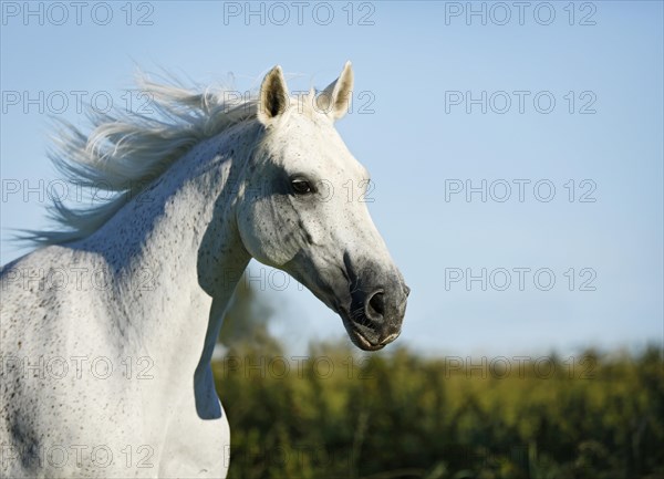 Grey Thuringian Warmblood mare