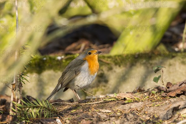 Robin (Erithacus rubecula) perched on a log