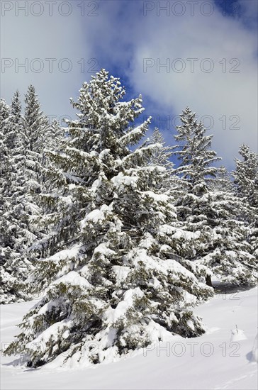 Snow-covered spruce trees (Picea abies)