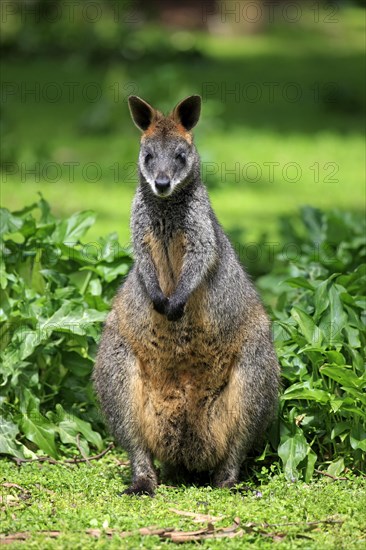 Swamp wallaby (Wallabia bicolor)