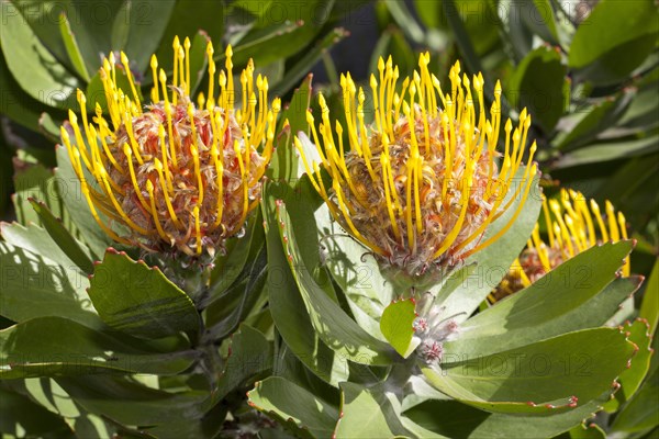 Tree Pincushion or Pincushion Protea (Leucospermum conocarpodendron)