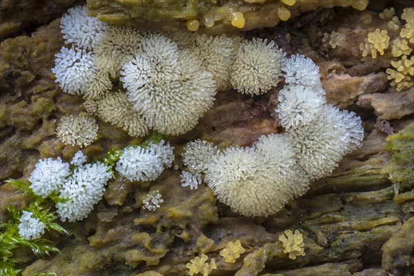 Icicle Fairy Fans (Ceratiomyxa fruticulosa)