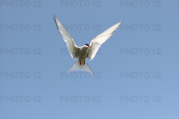 Arctic tern (Sterna paradisaea) flying