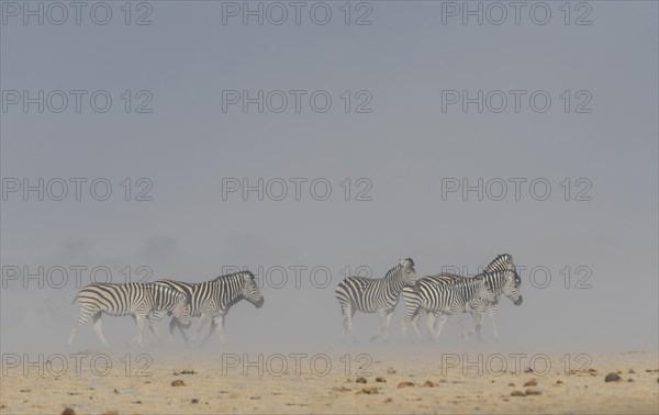 Burchell's Zebras (Equus quagga burchelli)