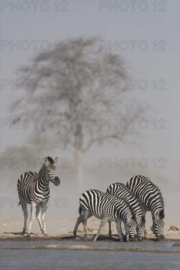 Burchell's Zebras (Equus quagga burchelli)