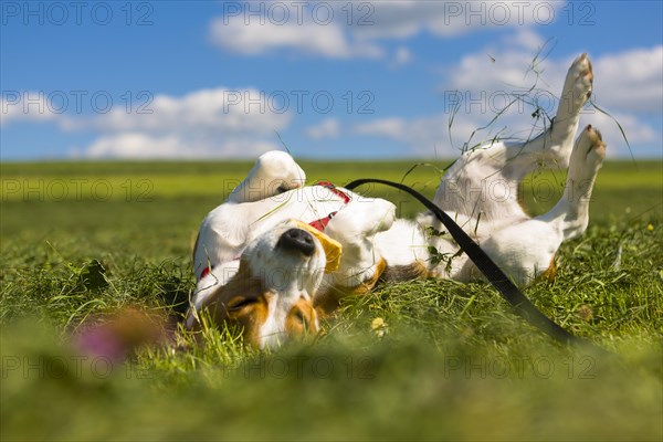 Tricolour Beagle