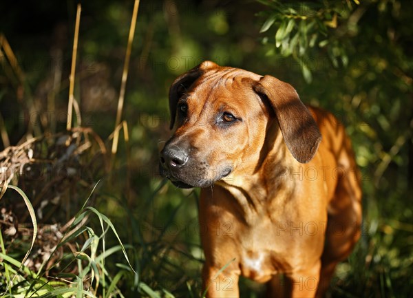 Rhodesian Ridgeback