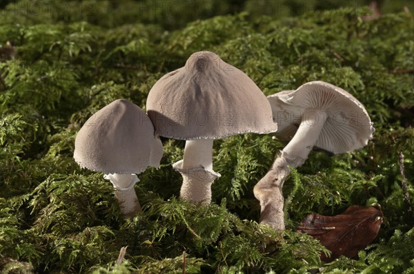 Pearly powdercap (Cystoderma carcharias)