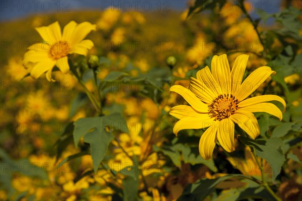 Tree marigold