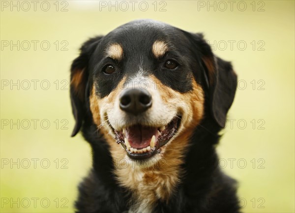 Mongrel