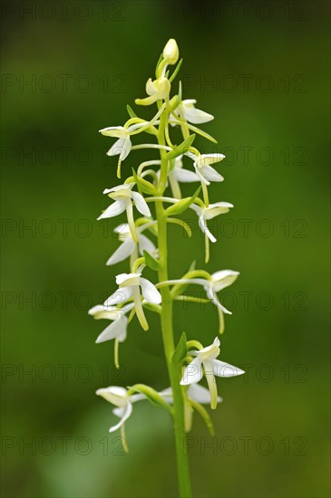 Lesser Butterfly-orchid (Platanthera bifolia)