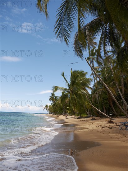 Palm grove on the secluded beach of Punta Uva