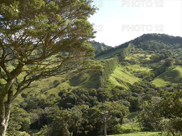 Green mountain forest