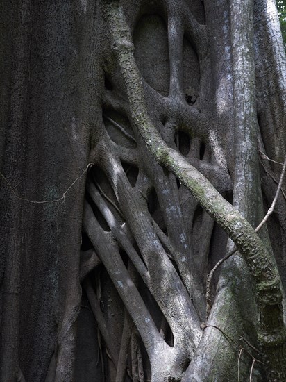 Banyan or Bengal Fig (Ficus benghalensis)