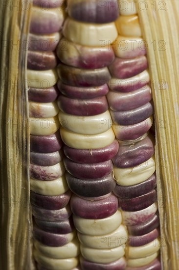 Corn on the cob with coloured corn kernels