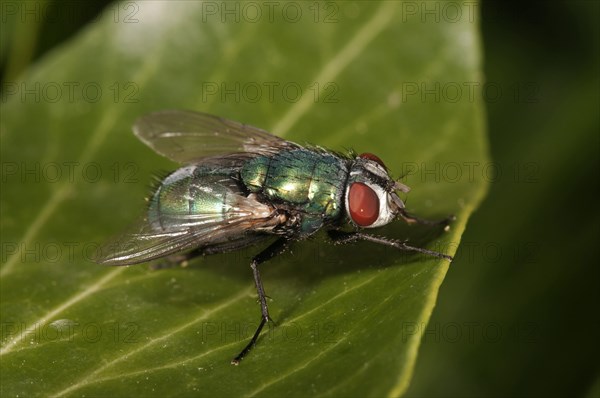 Green Bottle Fly (Lucilia sp.)