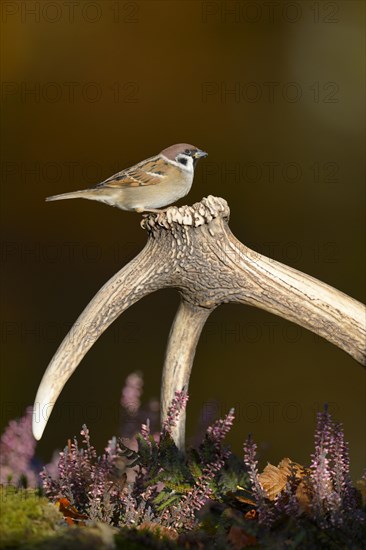 Eurasian Tree Sparrow (Passer montanus) perched on its song post