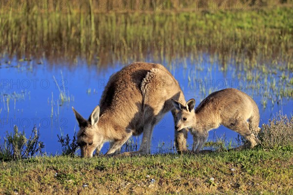 Eastern Grey Kangaroo (Macropus giganteus) female with joey