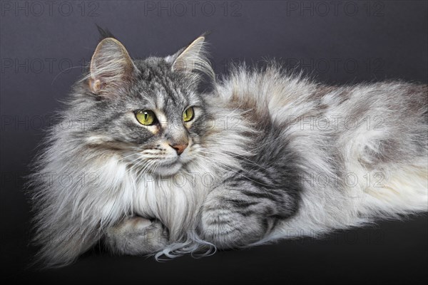 Maine Coon cat