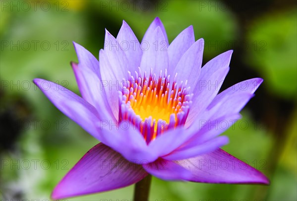 Indian Lotus (Nelumbo)
