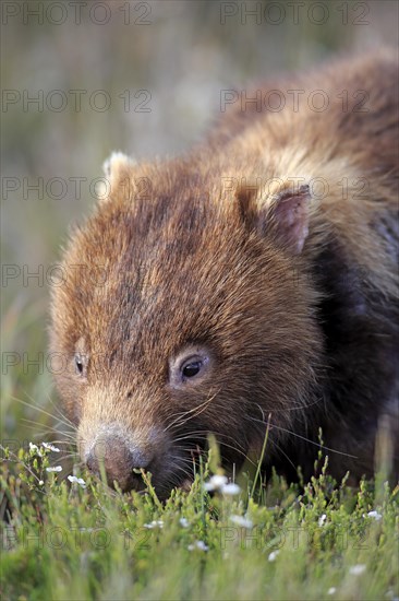 Common Wombat (Vombatus ursinus)