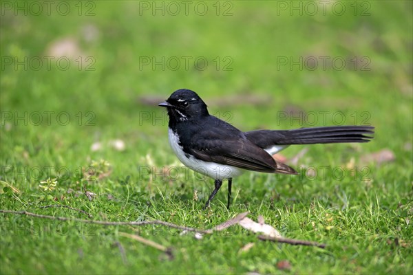 Satin flycatcher (Myiagra cyanoleuca)