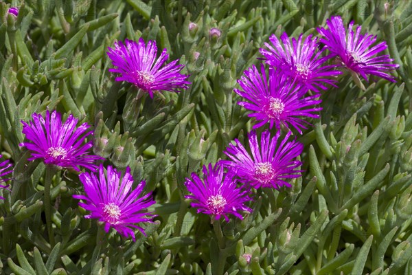 Trailing Iceplant (Delosperma cooperi)