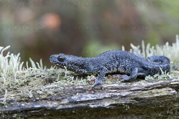 Northern crested newt (Triturus cristatus)