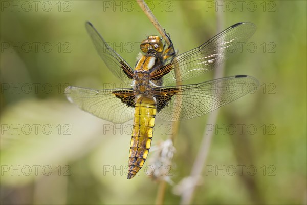 Broad-bodied Chaser (Libellula depressa)