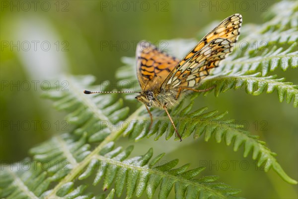 Small Pearl-bordered Fritillary butterfly (Boloria selene)