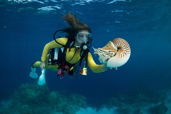 Scuba diver watching a Palau Nautilus (Nautilus belauensis)