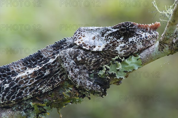 Elephant-eared Chameleon or Short-horned Chameleon (Calumma brevicornis)