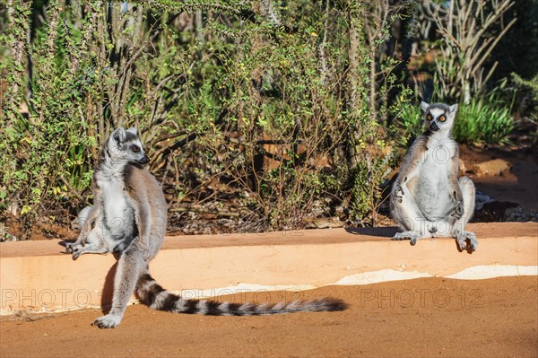 Two Ring-tailed Lemurs (Lemur catta)